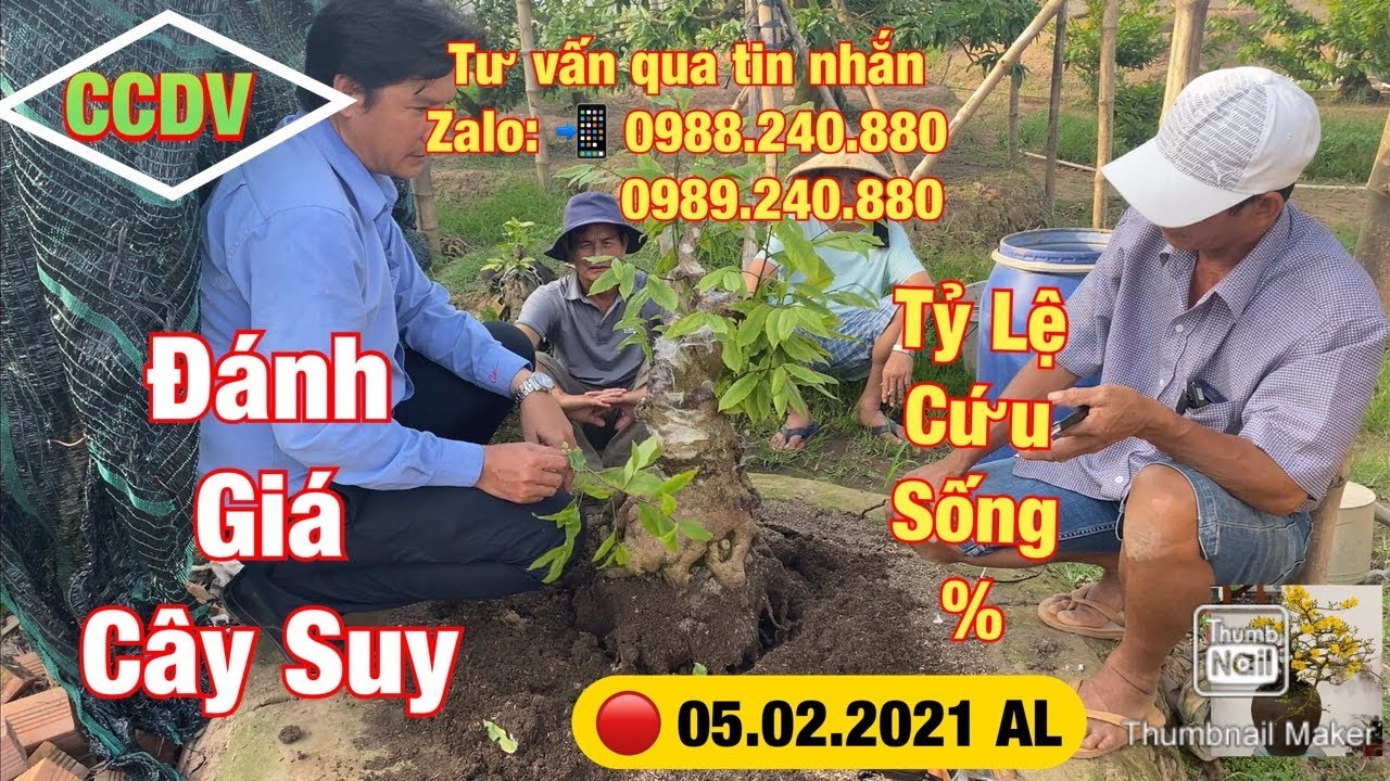 🔴 CCDV # 132. Đánh Giá Mức Độ Cây Mai Suy | Tỷ Lệ Cứu Sống & Cái Kết ||CCDV. 17.03.2021