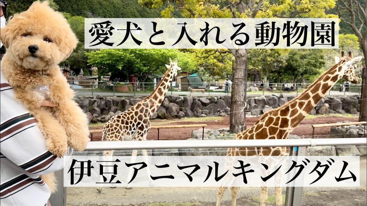 伊豆アニマルキングダムで動物園デビューしました Youtube