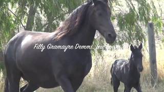 Friesian horses for sale ..  3 x Friesian Horses - Mare for sale in foal..