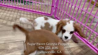 Cavalier King Charles Spaniel Puppies For Sale New Litter