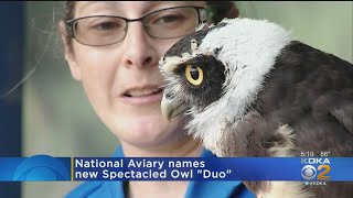 National Aviary Names Newest Owl