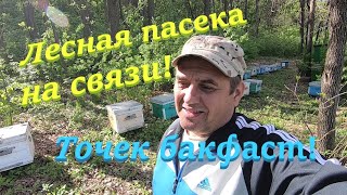 ✅Отводки на матках бакфаст! Лесная пасека на связи! #ПЧЕЛОВОДСТВО7