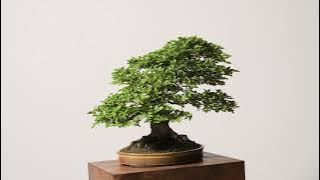 The Next Chapter Begins: Mirai's First Ever Tree Auction