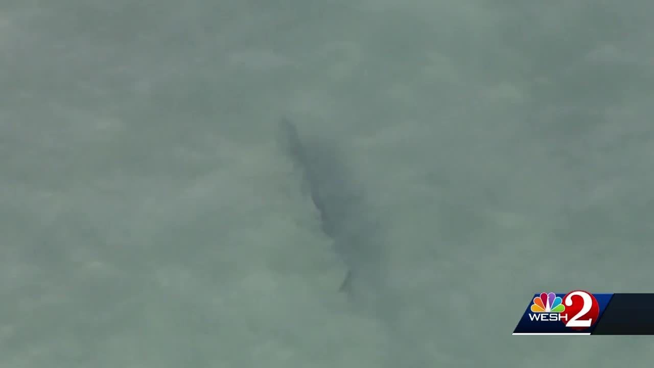Sharks Spotted Close To Swimmers In Daytona Beach You Sharks Spotted Close To Swimmers In