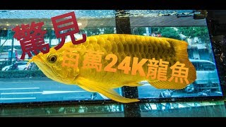 輕鬆養孔雀魚 水族 我在台北水族街驚見百萬24K金紅龍魚阿!!!