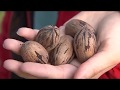 Pecan farming