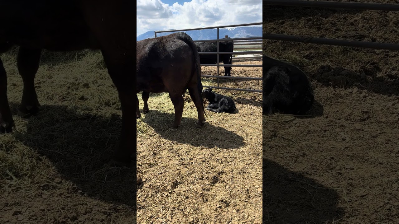 Our Newest Member Born Last Night at 9pm! 