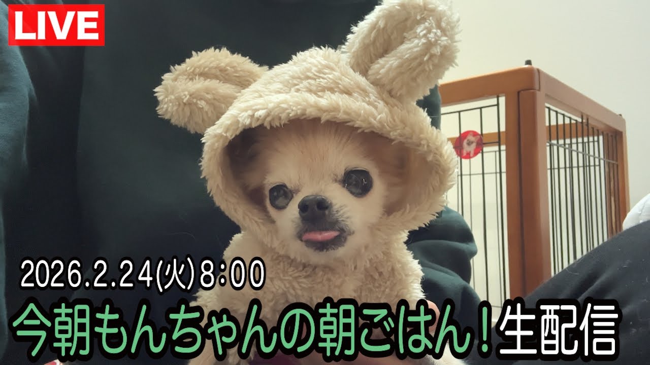 今朝のモンちゃんの朝ごはん