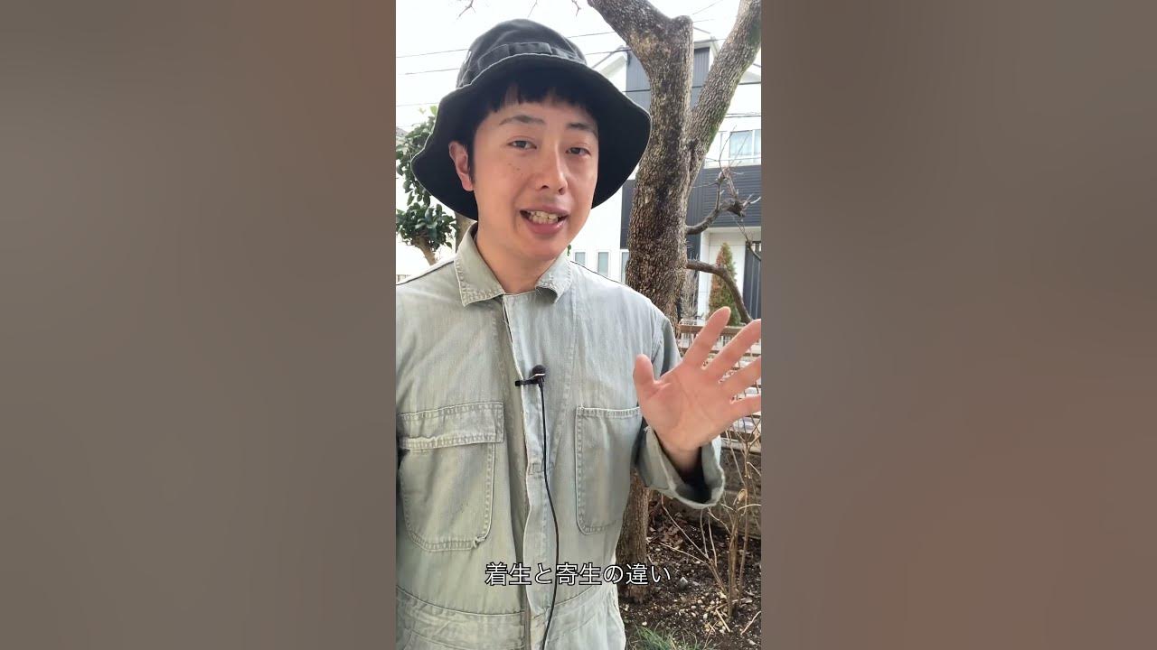 木にコケが生えているけど、これって大丈夫？