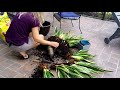 Propagating Snake plant