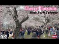 Cherry blossoms draw massive crowds to high park toronto nature