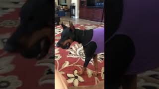 Play With Me Mom - Doberman Giving Signs That She Wants To Play by Moon Bags 292 views 5 years ago 1 minute, 8 seconds