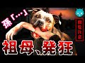 【凄惨】少女が路上で…猛犬ピットブル襲撃事件｜危険な犬は飼育していいのか