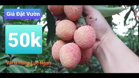 Vải U Hồng 50k/ Kg Tại Vườn Thì Đẹp Thế Nào l Núi Đồi Lục Ngạn