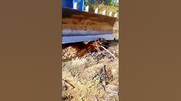 The process of shoveling stumps = good machinery increases efficiency