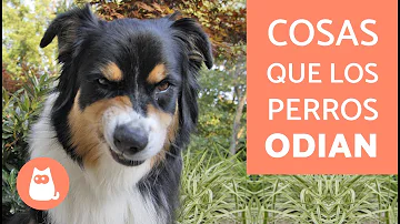 ¿Qué sentido odian los perros?