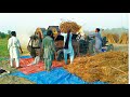 Wheat Thrasher Machine | Wheat Thresher Machine 2023 Working till scome,agriculture in punjab