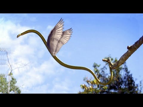 Video: İnanılmaz uçan yılan
