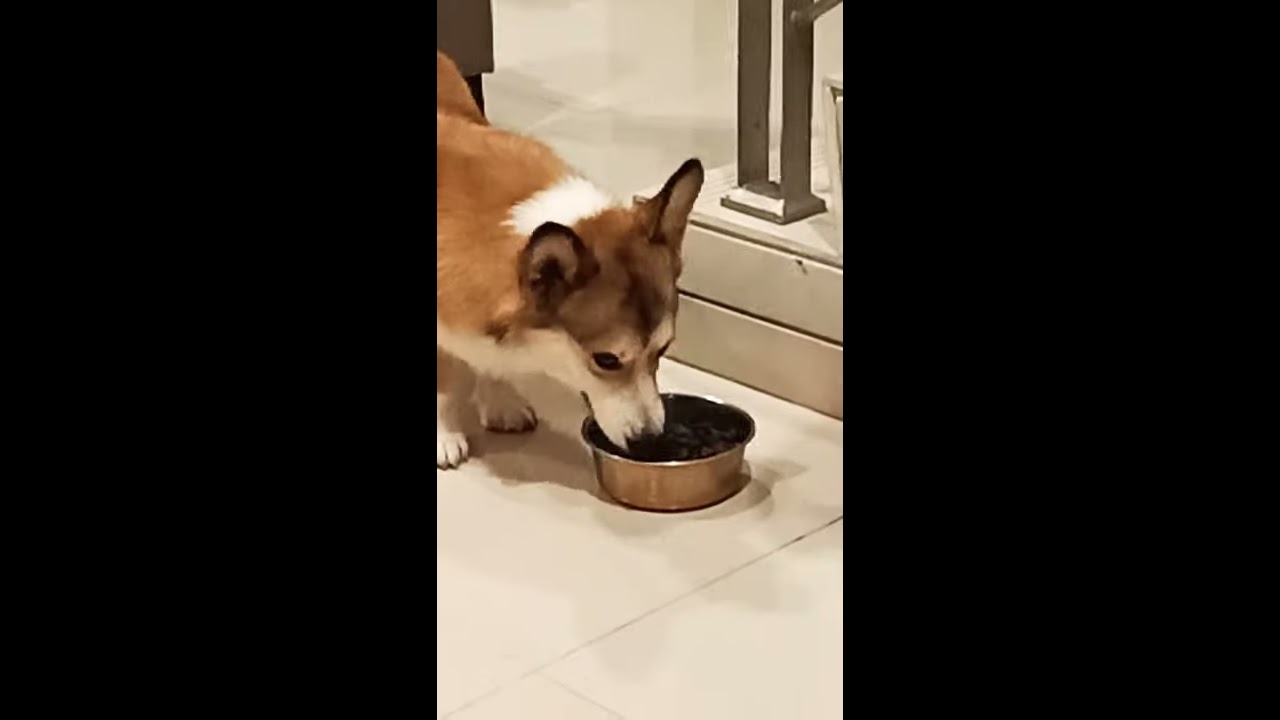 Anjing Corgi (manja poolll) - YouTube