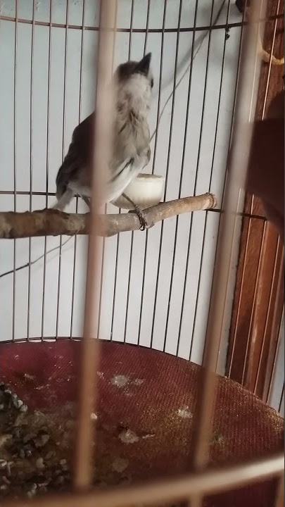 suara kancilan bakau buat mainan