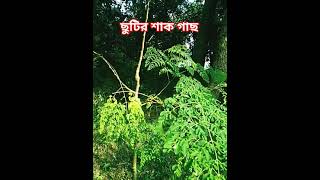 ya nabi muhammad  ছুটির শাকের গাছ viral shorts gojol