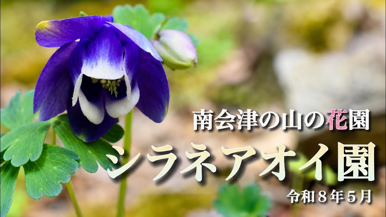 Shirane Aoi Garden] May, Minamiaizu Town, Fukushima Prefecture
