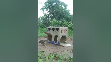 Quick and easy quail trap design #shorts #create #traps