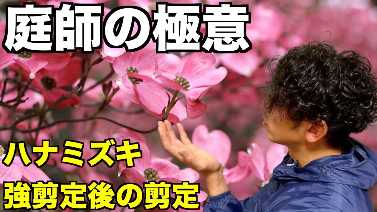 剪定 Pruning ハナミズキ 6月 ノーカット 強剪定をしてから3年目 枝を安定させる剪定を庭師が仕立てる ハナミズキ ノーカット編 Youtube