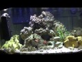 Sony HDR-CX260V Fish Tank Feeding - 1080 Close UP!