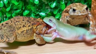 Misunderstanding 🐸 (frog & toad) Miyako Toad, Southern Toad, Australian Green Tree Frog