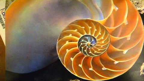 Nautilus Shells and Fibonacci Sequence