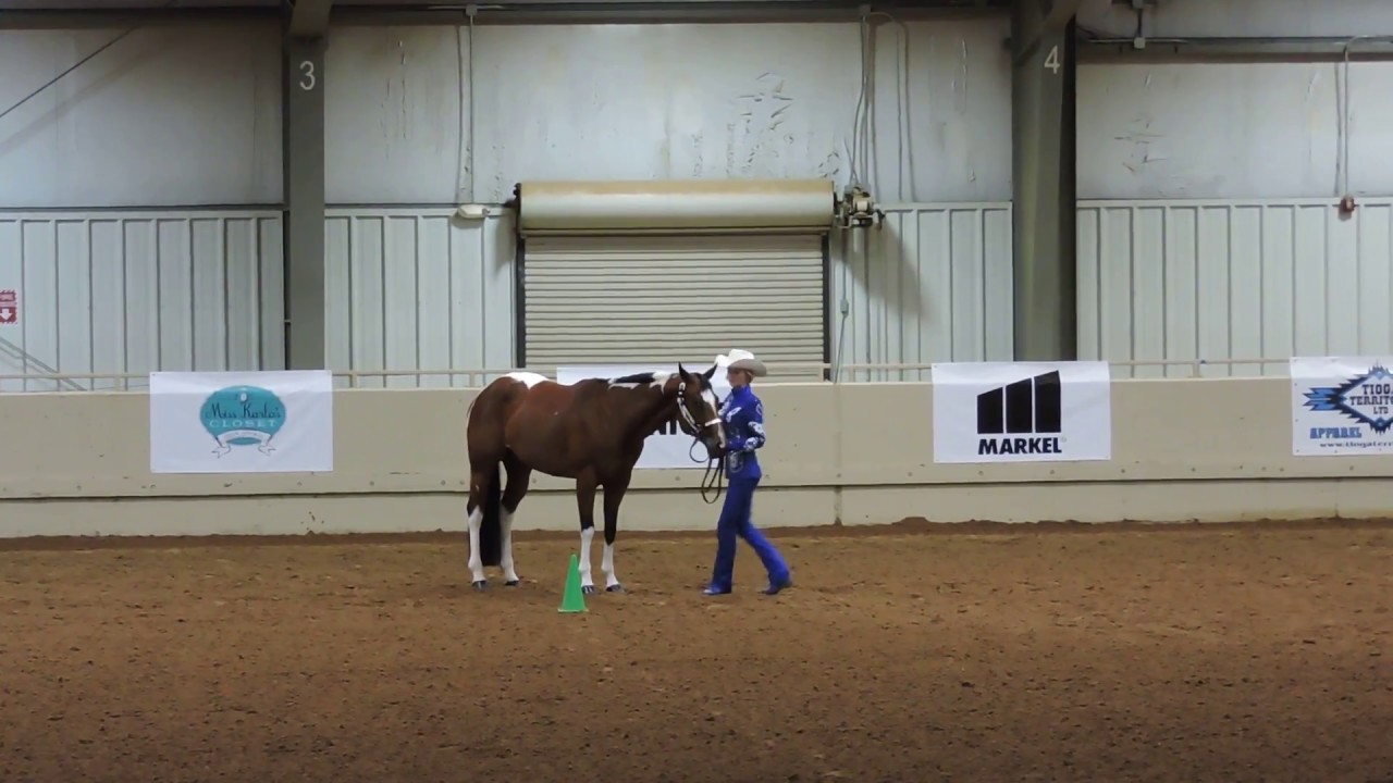 Showmanship Finals Pinto World YouTube