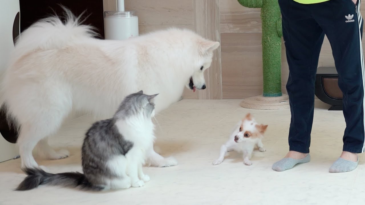 Чему Научился Владелец Большой Собаки, Воспитывая Маленькую Собаку