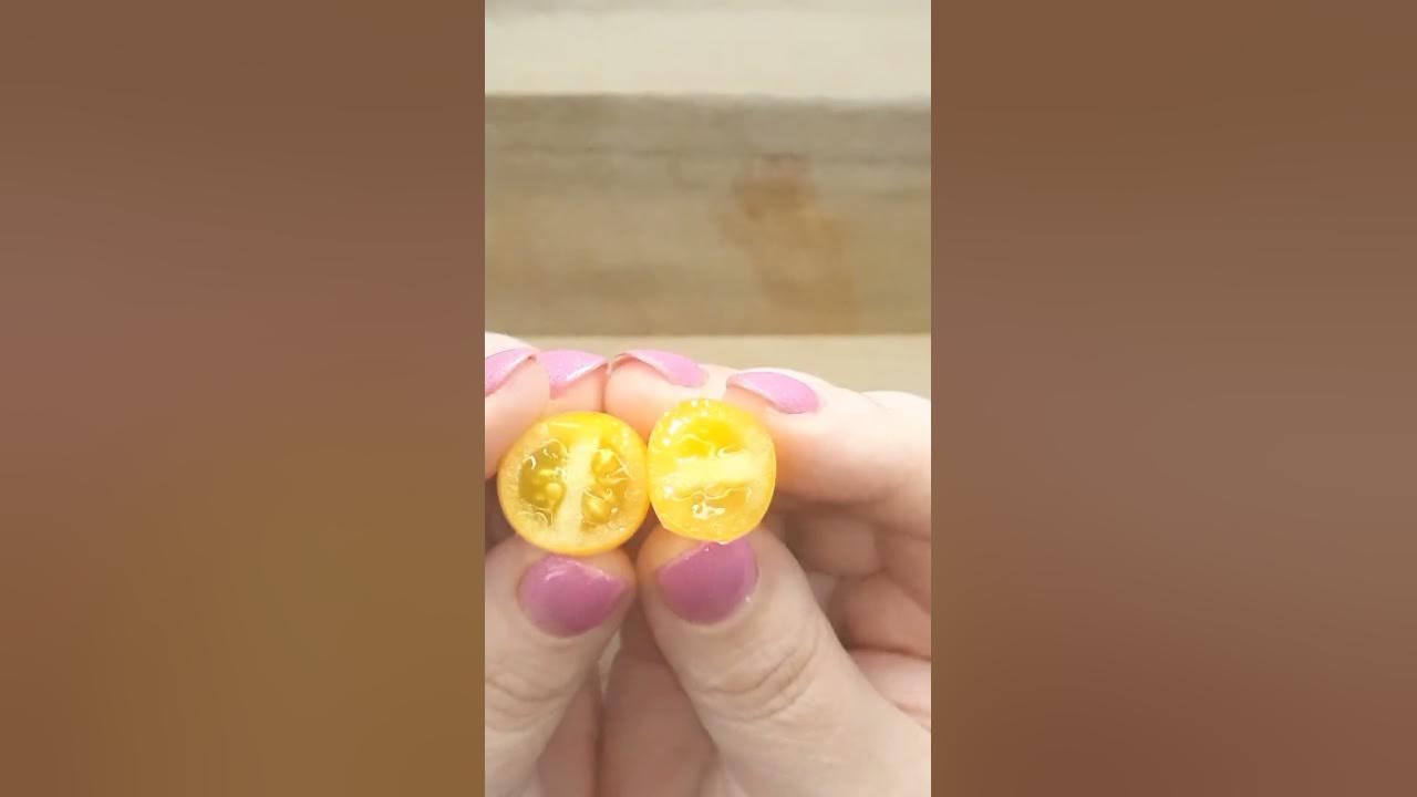 Томат Медовый Каскад черри оказался вкуснее вкусного - YouTube