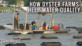 How Oyster Farms Clean Up Water Quality  | Maryland Farm & Harvest