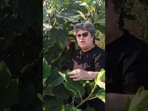 Video: Se pot coace smochinele din copac?
