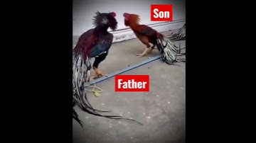 aseel murga parrot beak fight #viral #short #youtubeshorts