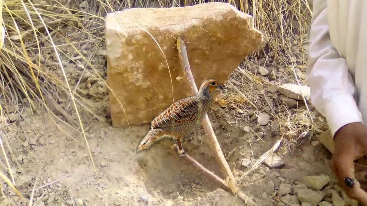 Teetar pakadne ka unique tareika 2023 || How to catch francolin || Must watch