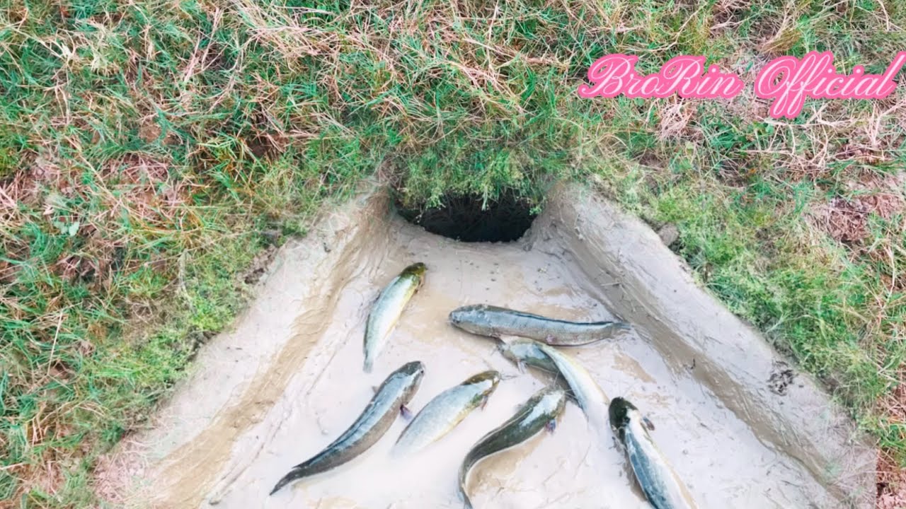 Amazing  trap hole fishing 2021| underground fishing trap |BroRin Official