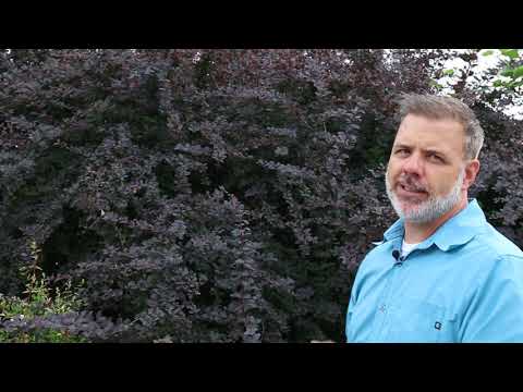 Video: Dřišťál Thunberg: popis odrůdy, vlastnosti a péče