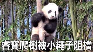 Grandpa cut rope blocking Rui Bao; sisters climb tree confidently [Interesting Meow Wow]