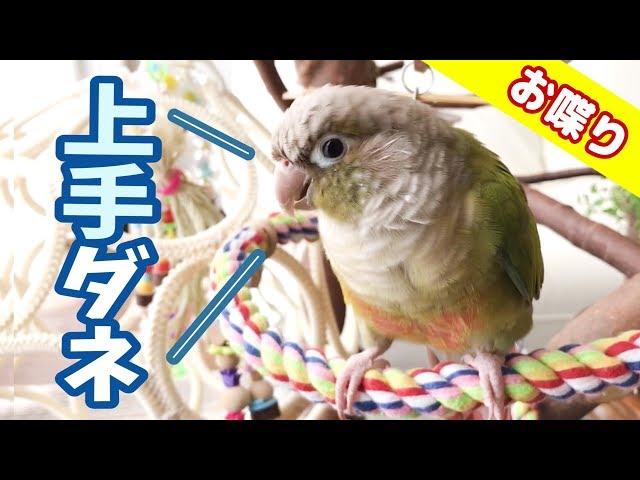 【ごまのお喋り】気持ちを伝えようと頑張るインコ