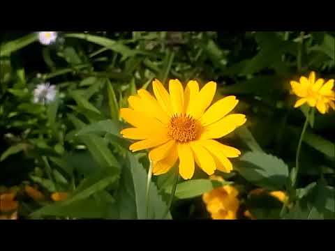 Video: Heliopsis Of Valse Zonnebloem