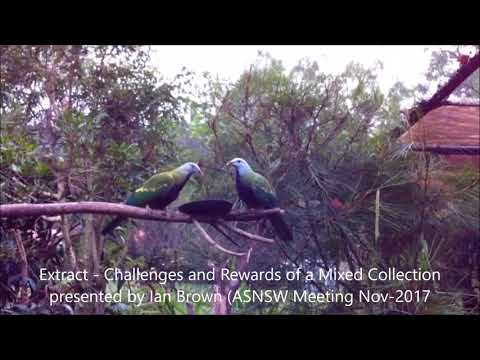Wompoo Pigeons (Ptilinopus