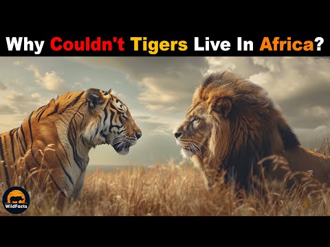This Is Why Tigers CANNOT Survive In Africa 