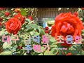 김광석길 장미꽃은 피었건만 KOREA Mari Life 김광석길 장미꽃은 피었건만 KOREA Mari Life