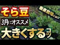 #14.【そら豆】たくさん実を大きくするコツがある⁉【家庭菜園】垂直栽培！