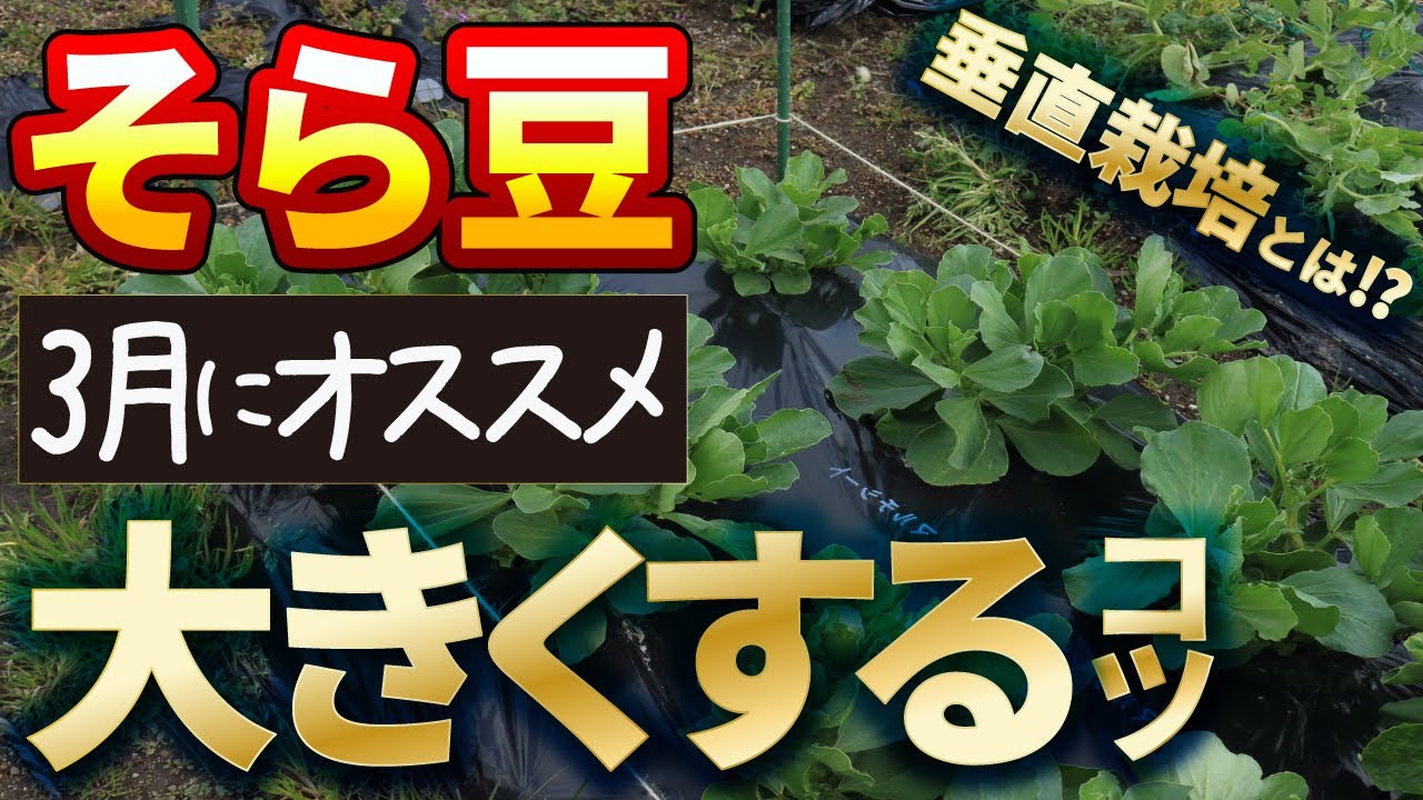14 そら豆 たくさん実を大きくするコツがある 家庭菜園 垂直栽培 Youtube
