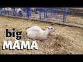 Why is she taking so long to lamb?: Vlog 190