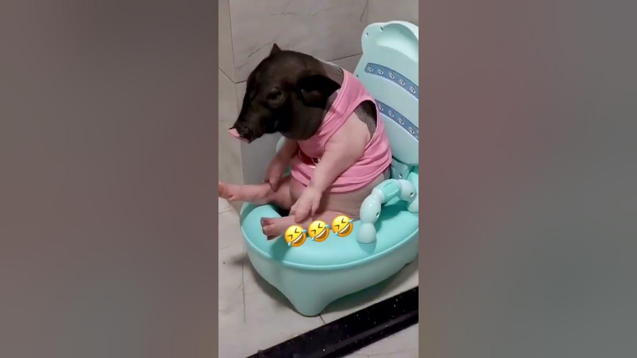 Свинья выпрыгивает из машины